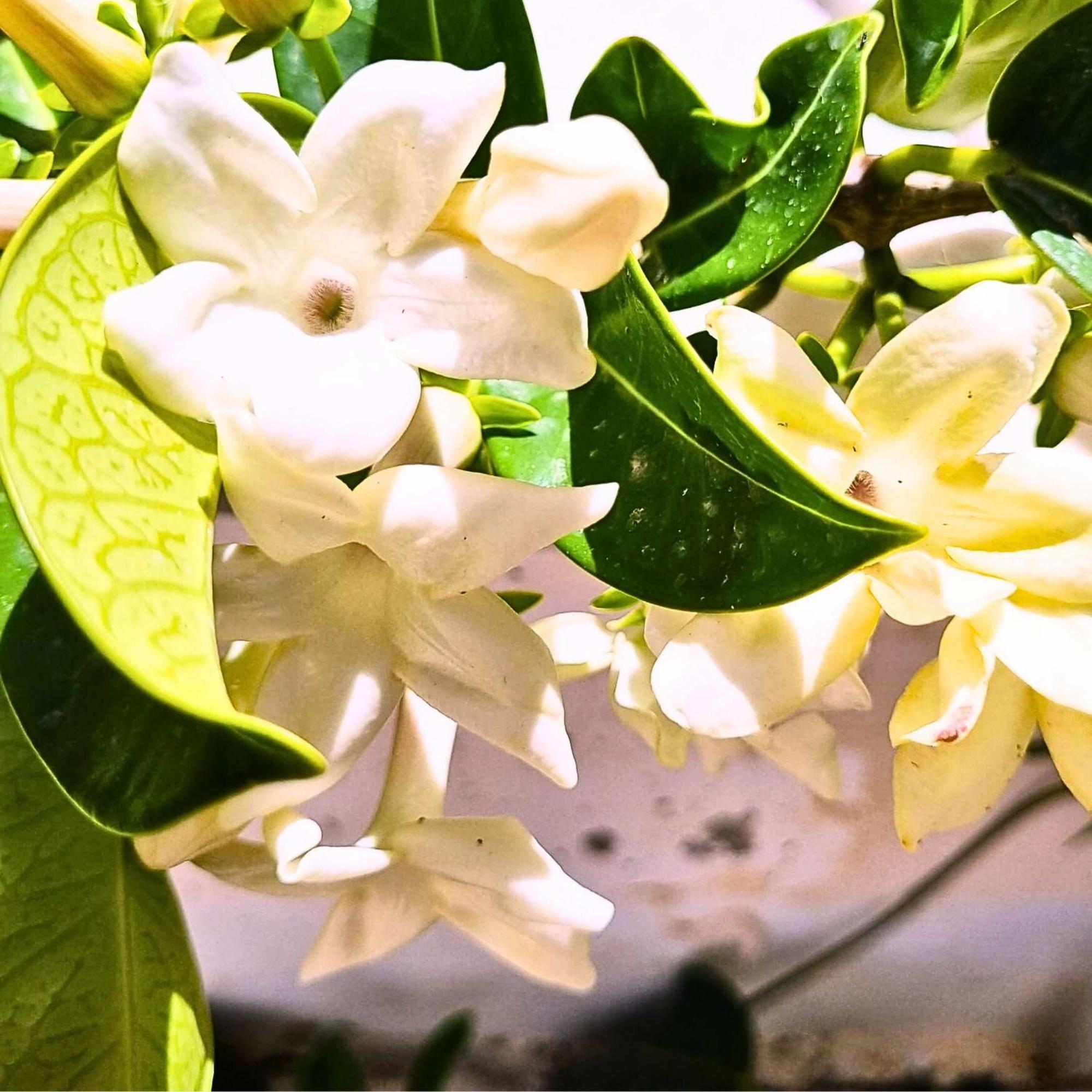 Infinity Wellness Boutique Hotel Afrata Ngoại thất bức ảnh